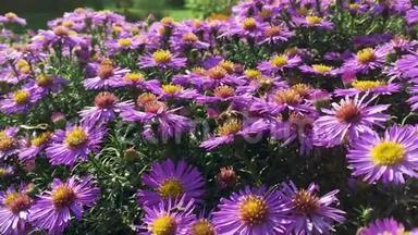 五颜六色的紫丁香<strong>紫薇</strong>花在阳光明媚的夏末生长和开花，蜜蜂和蝴蝶飞来飞去